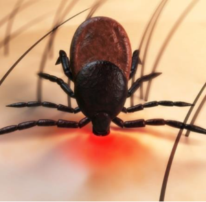 بیماری لایم؛ یک عفونت خاموش اما قابل درمان